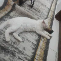 گربه