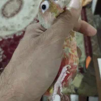 راهب. کوتوله. کاسکو. عروس هلندی. اناناسی