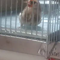 سهره دورگه جوجه قفس با قلاب