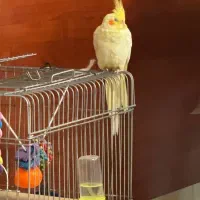 عروس هلندی گمشده