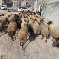فروش گوسفند زنده با پلاک بهداشتی