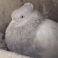 کفتر ، کبوتر