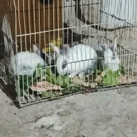 بچه خرگوش
