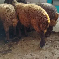 فروش بره نر افشاری بتونی بتونی *تکی و جمله*
