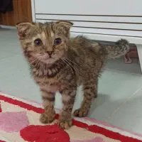 گربه اسکاتیش