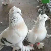 کفتر ترکیه ای نر وماده بدون عیب