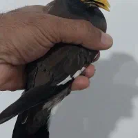 مرغ مینا|پرنده|شیراز, شهرک کوشکک|دیوار