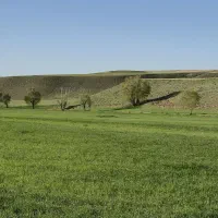 نخود دیم کردستان درجه 1