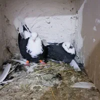 یک جفت شازده نروماده