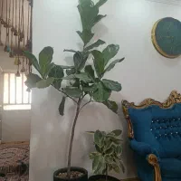 گل فیکوس لیراتا برگ ویولونی ،و گل‌های کاکتوس زیبا