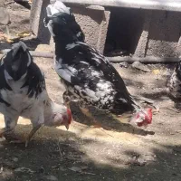 خروس گلین پنگوئنی