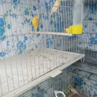 ۸دانه قناری مست