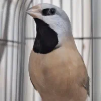 فنچ کرواتی