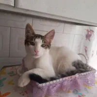 واگذاری گربه نر