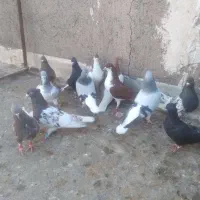 کبوتر|پرنده|قزوین, |دیوار