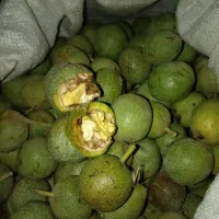 گردو سبز مغز سفید