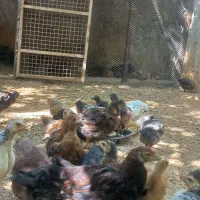 جوجه درشت سر حال ۴۵روزه