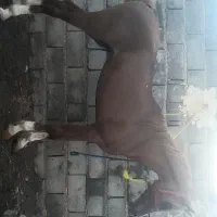 اسب عرب دوسر جوان زیبا