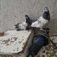 باسلام چند جفت جوجه کفر پرشی