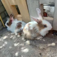 خرگوش نیمه لپی