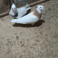 کبوتر طوقی