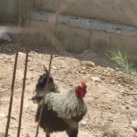 مرغ خروس
