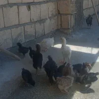 جوجه مرغ سالم سرحال