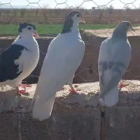 پرنده|پرنده|اسفراین, |دیوار