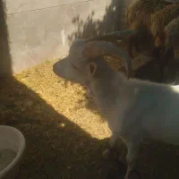 سانن نر