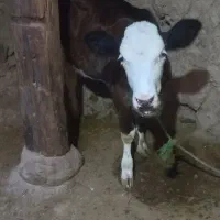 گاو با گوساله سیمینتال