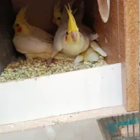 طوطی عروس خورشیدی تخم رگ زده