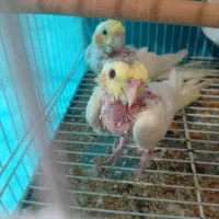 دوتا جوجه لوتینو چشم شرابی