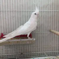 عروس هلندی آلبینو مولد