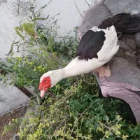 فروش اردک خارجی