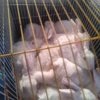 حیوان|موش و خرگوش|دوگنبدان, |دیوار