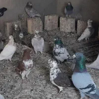 رنگی پرشی سالم و سرحال