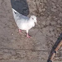 کفتر