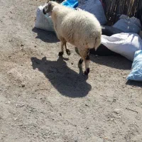 قوچی فروشی چاق
