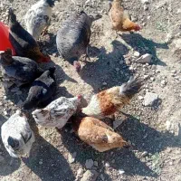 یک عدد بوقلمون ماده کرک با 7 تخم نطفه دار