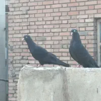 کبوتر