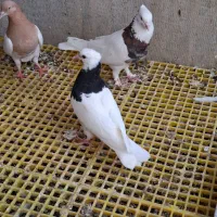 طوقی|پرنده|زابل, |دیوار