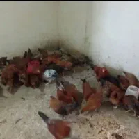 فروش کبوتر و مرغ