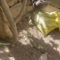 جوجه|حیوانات مزرعه|اصفهان, زاجان|دیوار