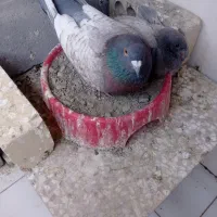 طاووسی نر گمشده