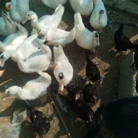 فروش حیوان خونگی
