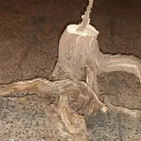 ریشه درخت انگور چند عدد تنه درخت