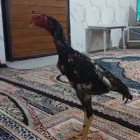مرغ و خروس اوشامو خالص دوسر