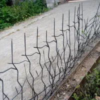 حفاظ شاخ گوزنی