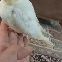 جوجه عروس سفید