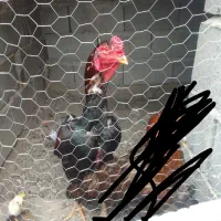 ۴عددجوجه